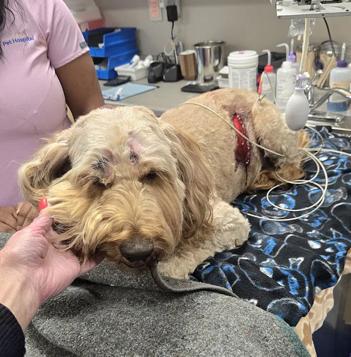 BluePearl Pet Hospital 7