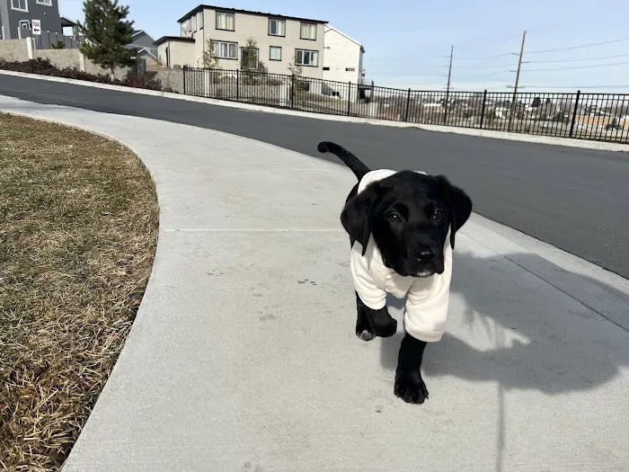 West Jordan Veterinary Hospital 3