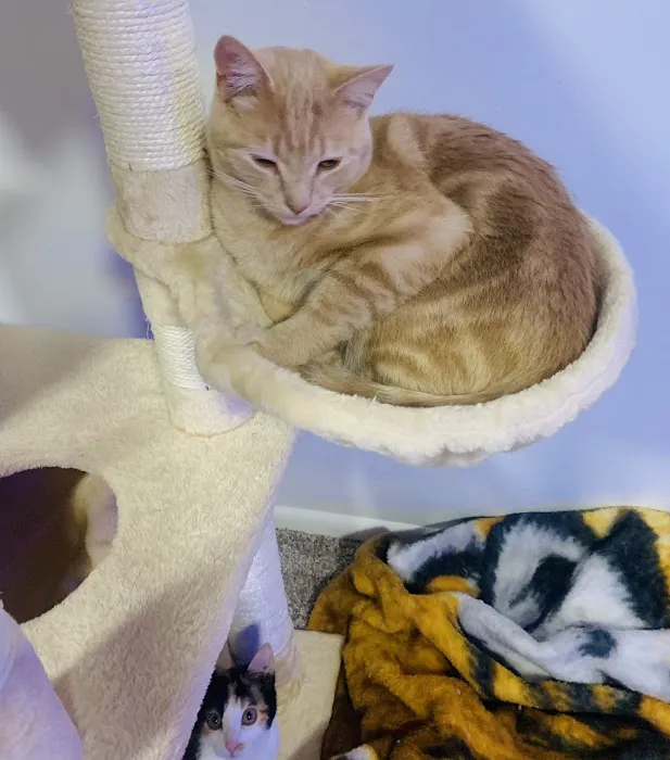 West Jordan Veterinary Hospital 10