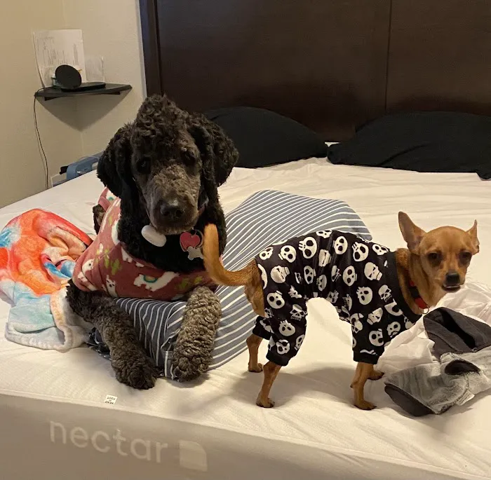 Alta Veterinary Hospital 4