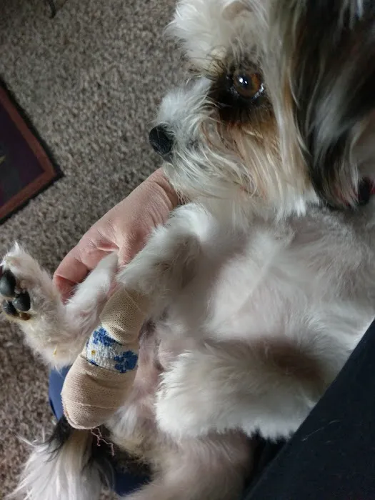 Alta Veterinary Hospital 8
