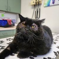 Wilson Veterinary Hospital ico