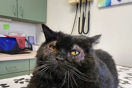 Wilson Veterinary Hospital