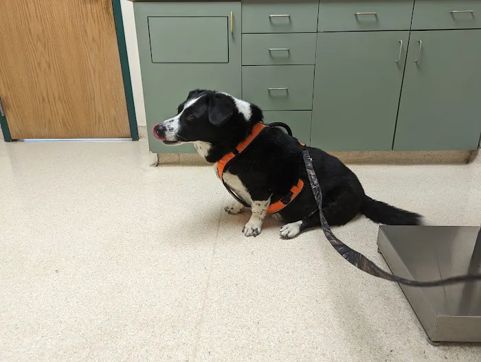Wilson Veterinary Hospital 3