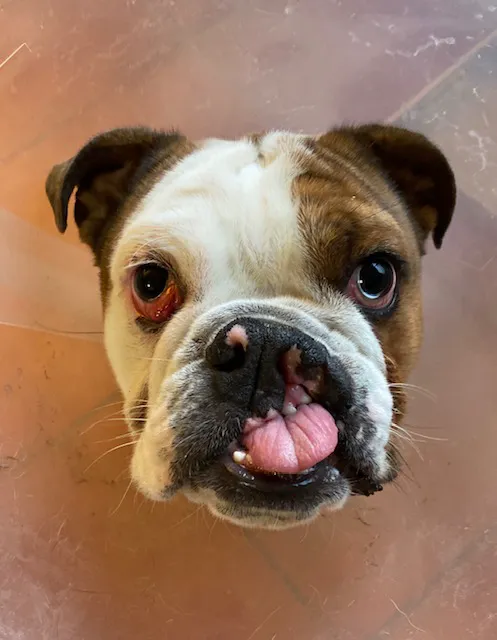 Wilson Veterinary Hospital 4