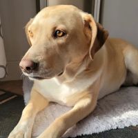 Banfield Pet Hospital ico