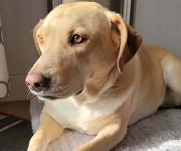 Banfield Pet Hospital