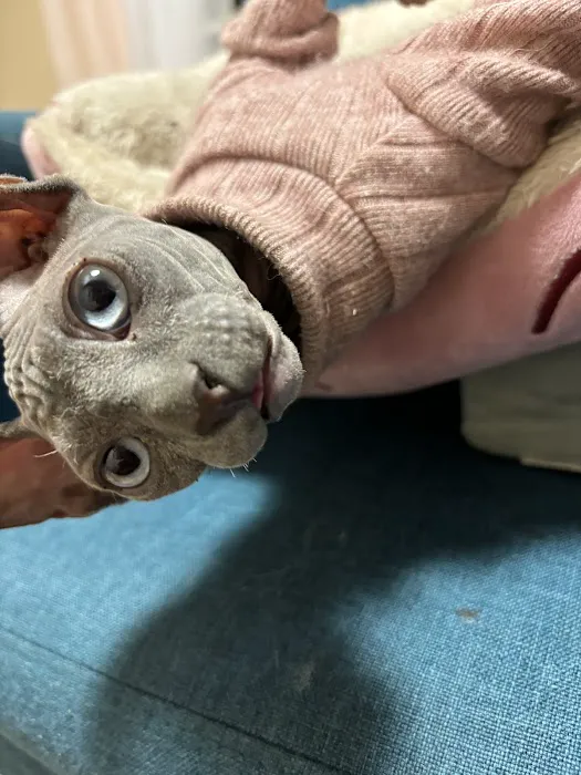 Majestic Nakids Sphynx 1