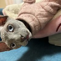 Majestic Nakids Sphynx ico