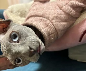 Majestic Nakids Sphynx