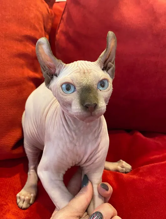 Majestic Nakids Sphynx 3