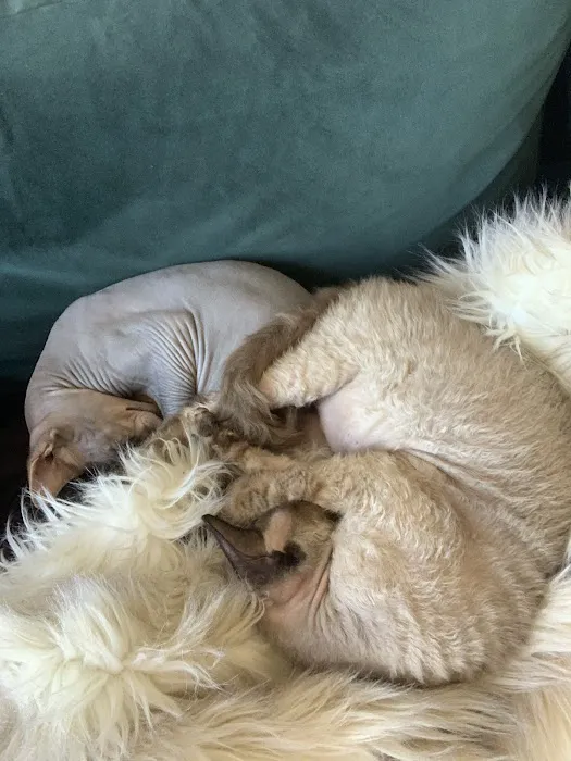Majestic Nakids Sphynx 2