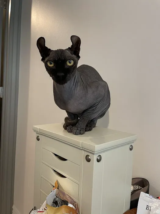 Majestic Nakids Sphynx 4