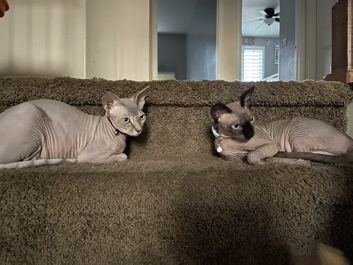 Majestic Nakids Sphynx 5