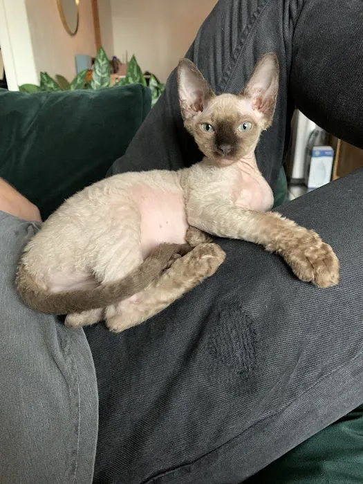 Majestic Nakids Sphynx 9