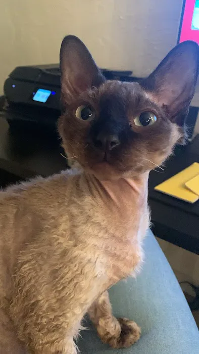 Majestic Nakids Sphynx 8