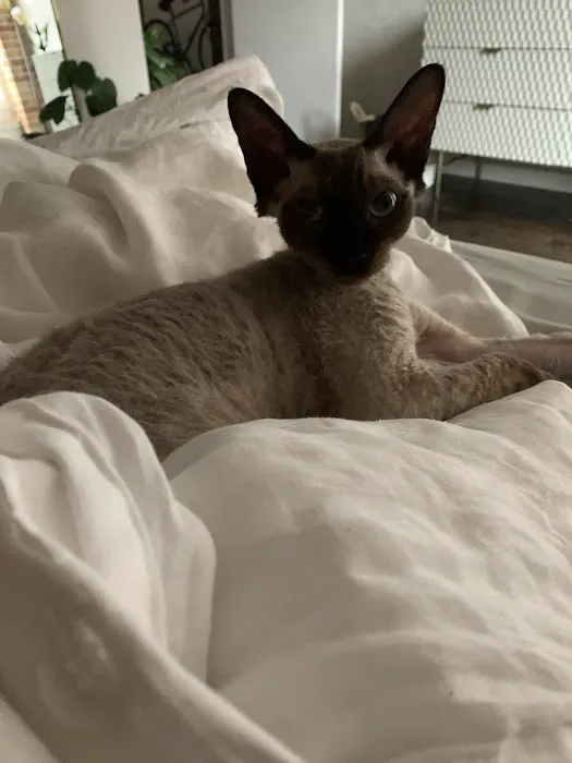 Majestic Nakids Sphynx 10