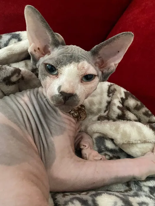 Majestic Nakids Sphynx 7