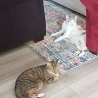 Trailwood Cat Hospital ico