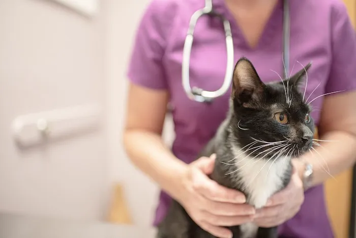 Trailwood Cat Hospital 3