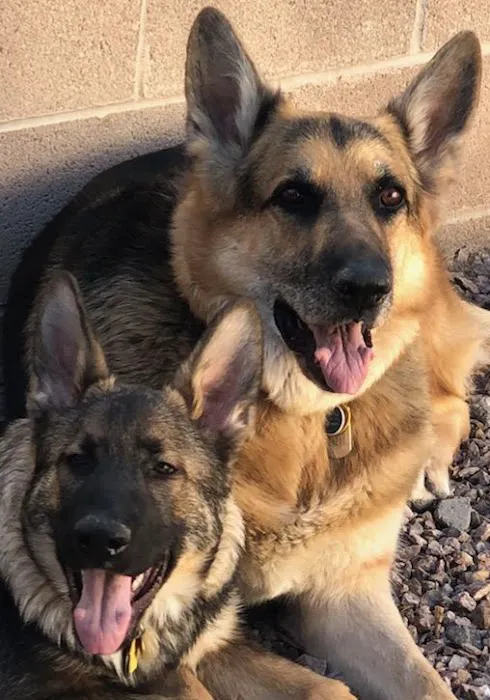 VCA Warm Springs Animal Hospital 5
