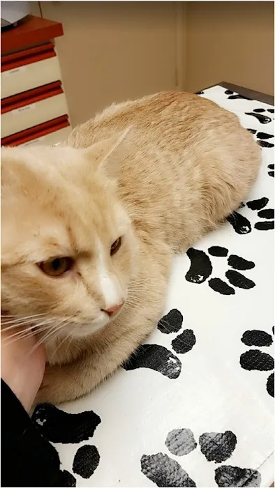 VCA Warm Springs Animal Hospital 8