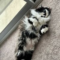 Cactus Pet Hospital ico