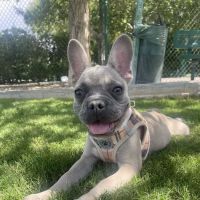 South Valley Animal Hospital ico