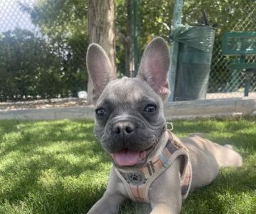 South Valley Animal Hospital