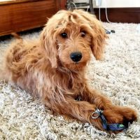 Pebble Maryland Animal Hospital ico