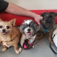 Spencer Springs Animal Hospital ico