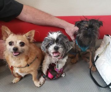Spencer Springs Animal Hospital