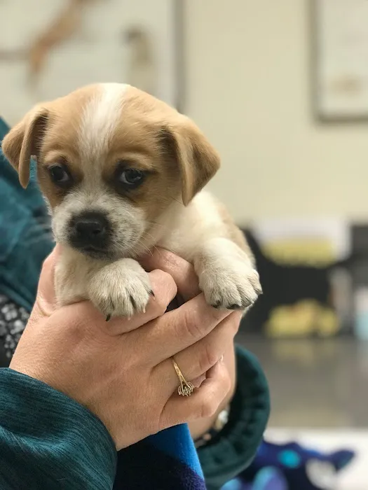 Spencer Springs Animal Hospital 7