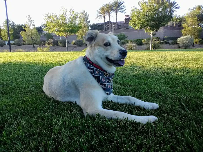 Spencer Springs Animal Hospital 10