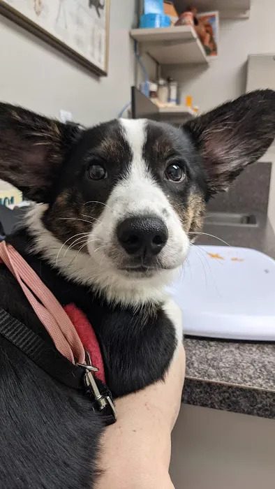 Spencer Springs Animal Hospital 8