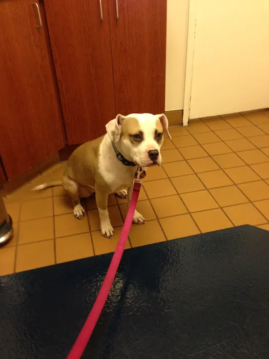 VCA Decatur Animal Hospital 12