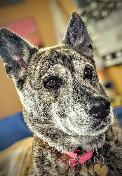 Banfield Pet Hospital 2