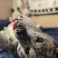 Banfield Pet Hospital ico