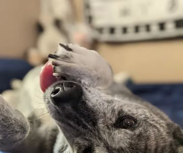 Banfield Pet Hospital