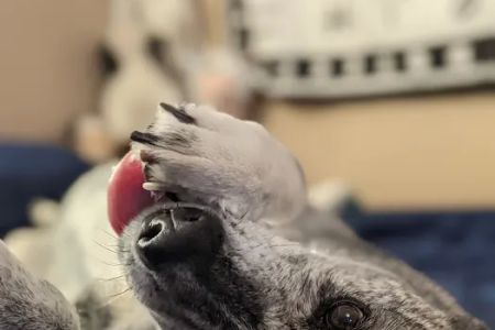 Banfield Pet Hospital