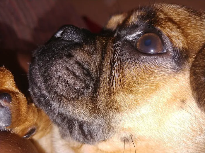 Banfield Pet Hospital 8