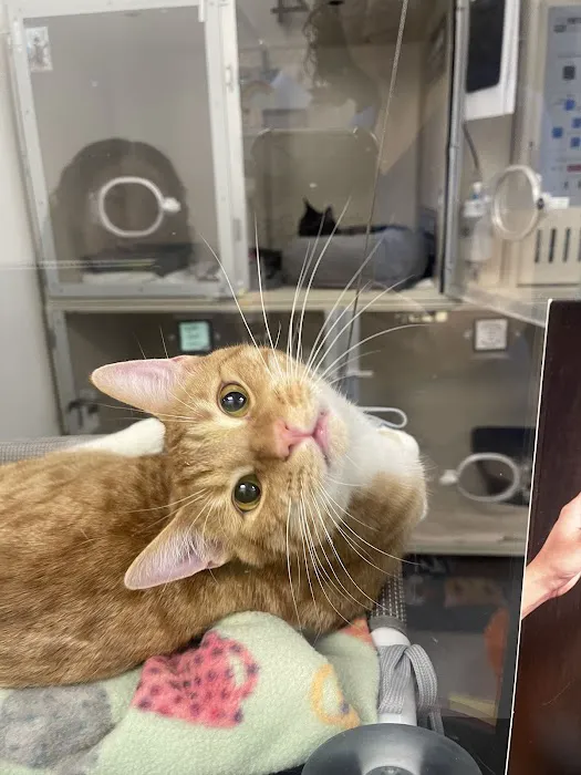 VegasPet Animal Hospital 12