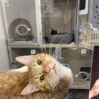 VegasPet Animal Hospital ico