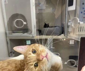 VegasPet Animal Hospital