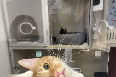 VegasPet Animal Hospital