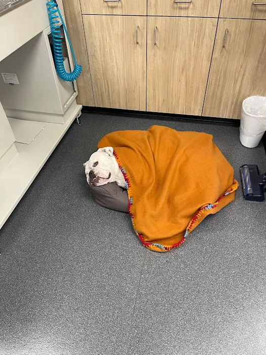 VegasPet Animal Hospital 12