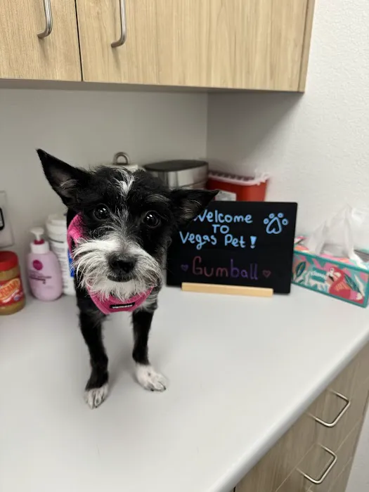 VegasPet Animal Hospital 12