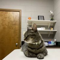 Southside Animal Clinic ico