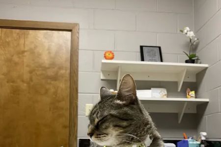 Southside Animal Clinic