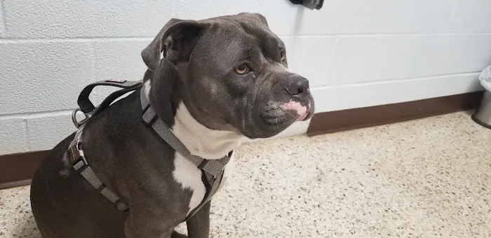 Southside Animal Clinic 12